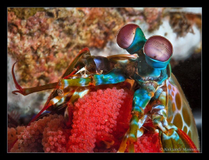 Mantis shrimp with eggs by Aleksandr Marinicev 